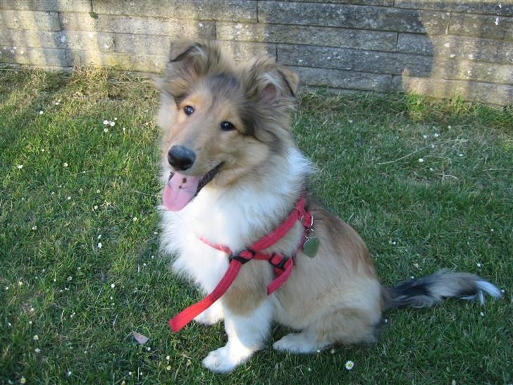 Collie langhåret Zenta billede 6