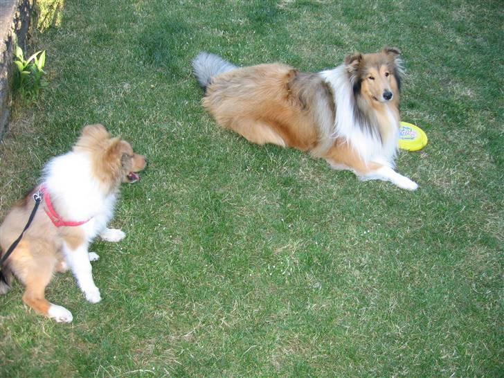 Collie langhåret Zenta billede 7