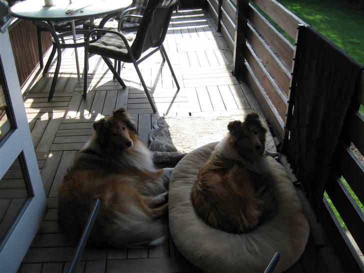 Collie langhåret Zenta billede 8