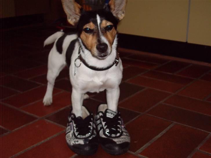 Jack russell terrier Tara R.I.P - Tara med søsters kawasaki-sko på! :3 billede 2