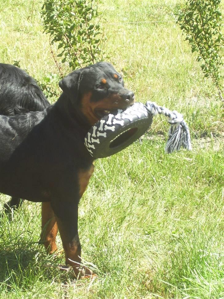 Rottweiler Elmedige´s Manny - er det ikke fint billede 12