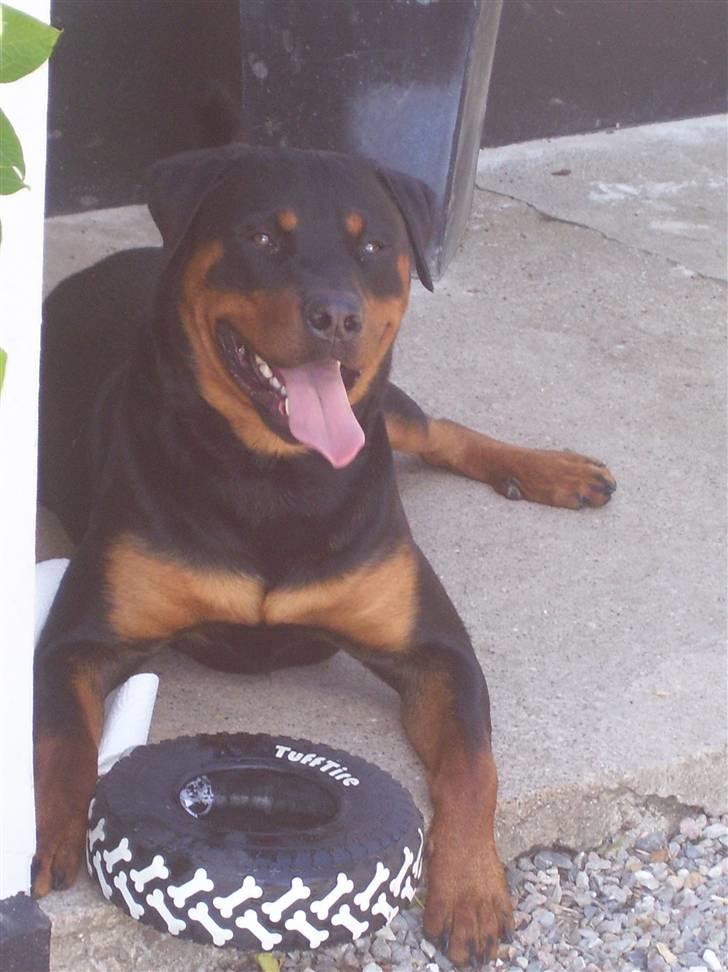 Rottweiler Elmedige´s Manny - puha det er hårdt at lege med sit nye dæk billede 13