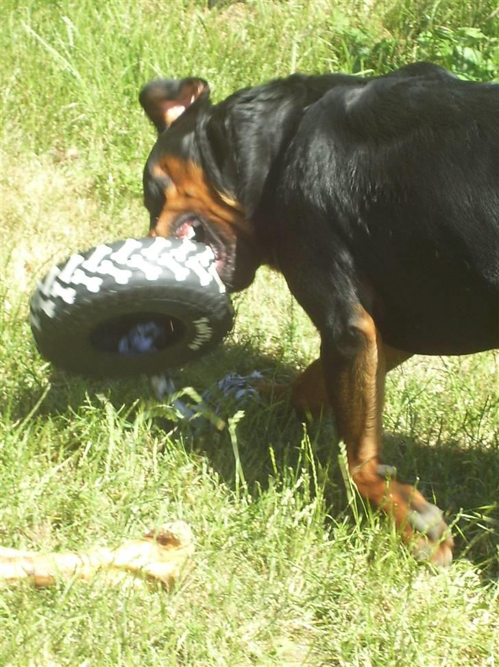 Rottweiler Elmedige´s Manny - Jeg æder dig!! billede 14