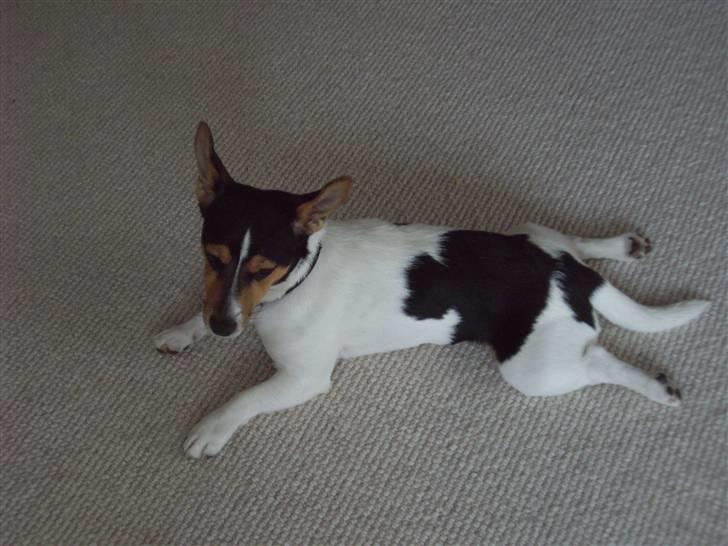 Jack russell terrier Tara R.I.P - Hendes sjove sovestilling! Foto: Mig billede 3