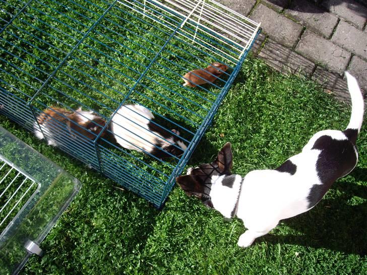 Jack russell terrier Tara R.I.P - Hendes bedste venner, gnaverne. Grunden til buret er, at de er udenfor. Tara kan ellers lege med dem uden! Foto: Mig billede 4