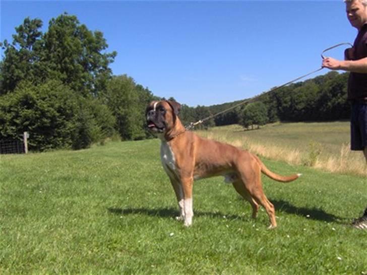 Boxer Bono billede 5