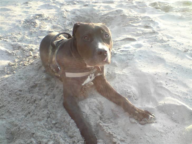 Amerikansk staffordshire terrier Zin-G - Ligger i sandet og tumler :) billede 8