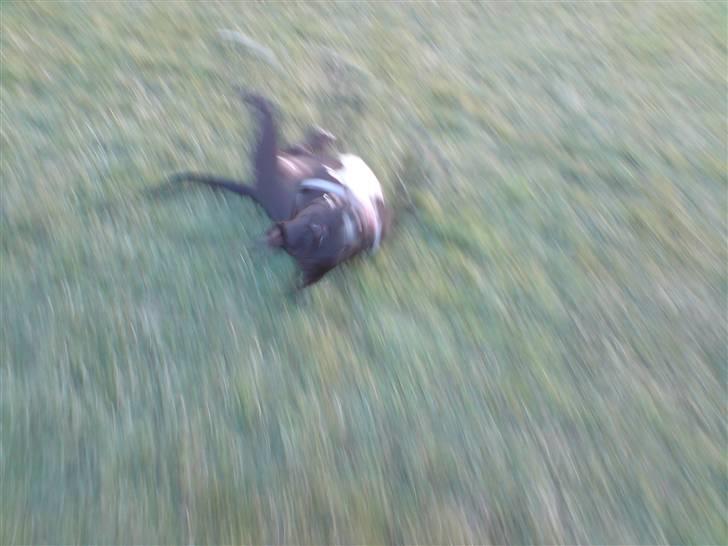 Amerikansk staffordshire terrier Zin-G - Her er Kolbøtte tricket ;) billede 9