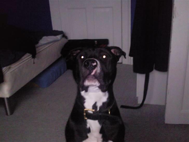 Amerikansk staffordshire terrier Zin-G - Nyt ? billede 10