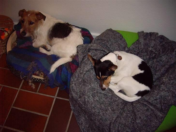 Jack russell terrier Tara R.I.P - Tara og hendes kærerste, Fister :D (Han er kastreret, så de kan ikke få hvalpe../:) Foto: Mig billede 5