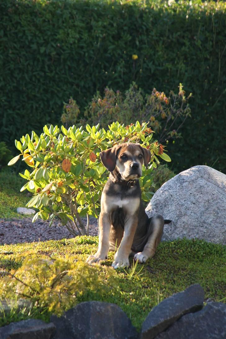 Cane corso capello  - arh, hvor sidder han dog sødt hjemme i haven.  billede 5
