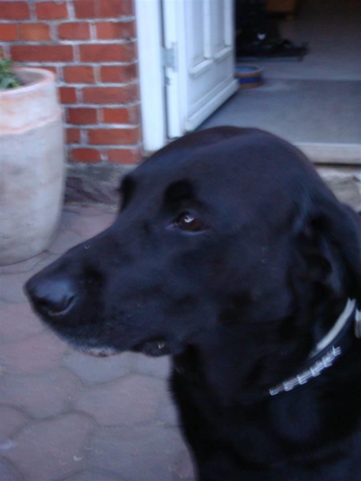 Labrador retriever Sisse billede 10