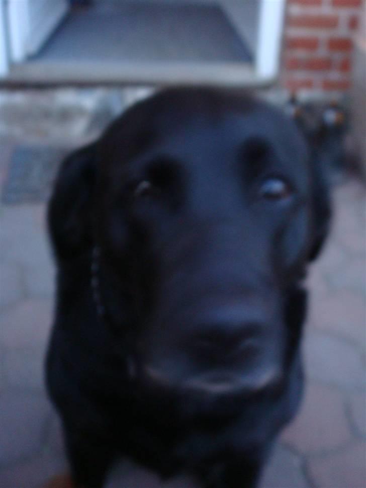 Labrador retriever Sisse billede 11