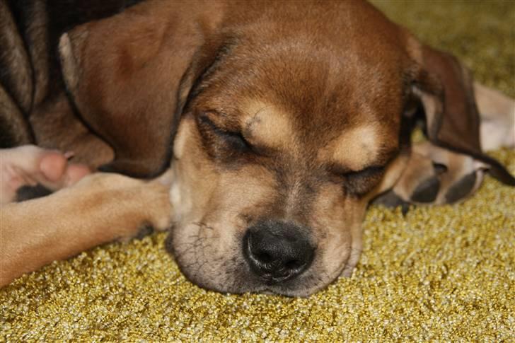 Cane corso capello  - endelig en træt hund, efter leg.  billede 6