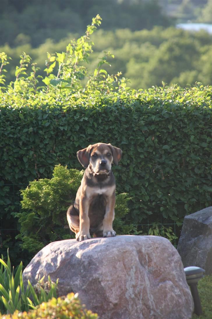 Cane corso capello  billede 7