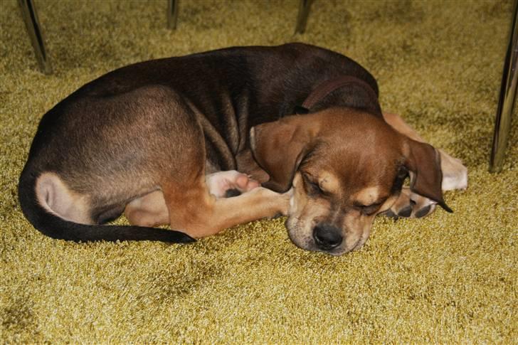 Cane corso capello  billede 8