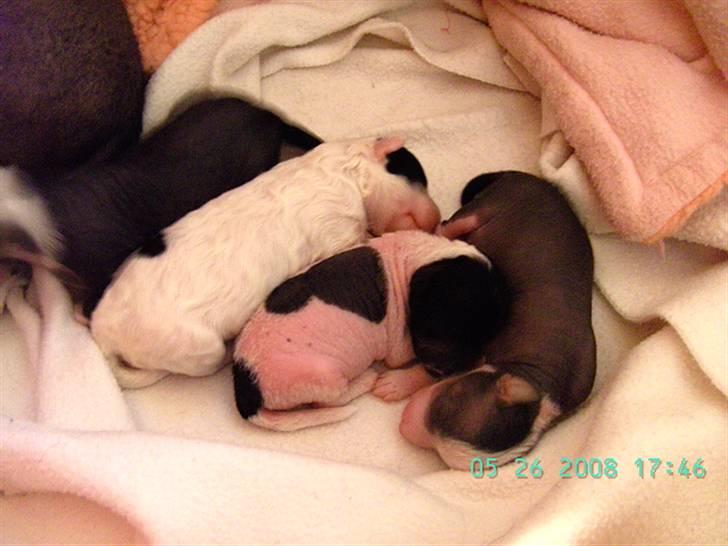 Chinese crested hårløs Dai-sy Star Caprisio billede 10