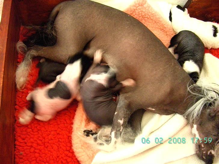 Chinese crested hårløs Dai-sy Star Caprisio billede 11