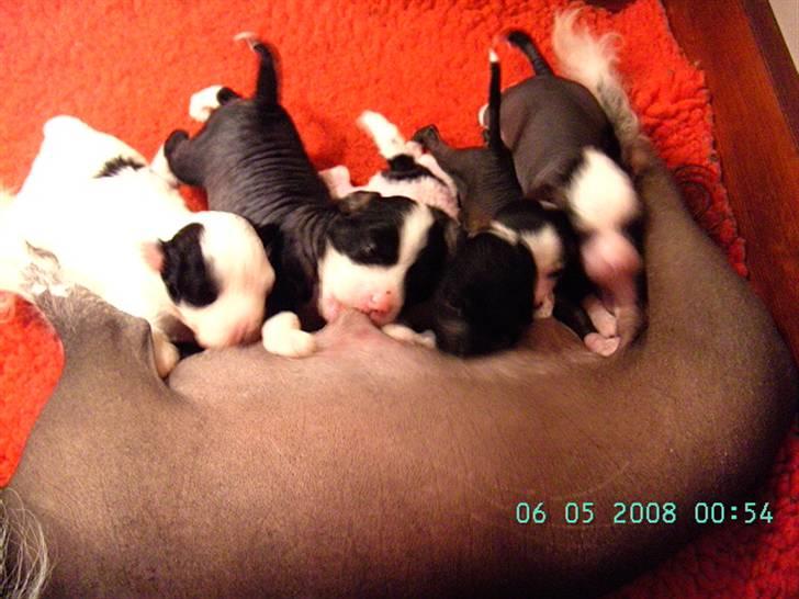 Chinese crested hårløs Dai-sy Star Caprisio billede 12