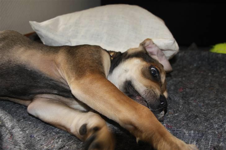 Cane corso capello  billede 9