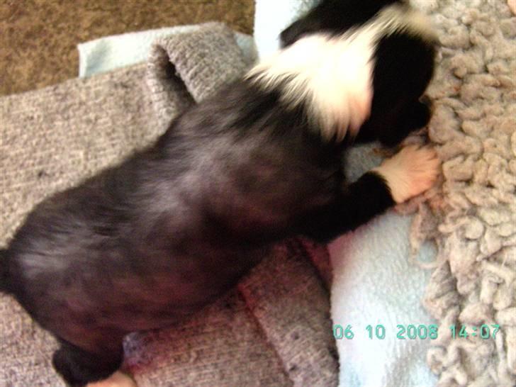 Chinese crested hårløs Dai-sy Star Caprisio billede 13