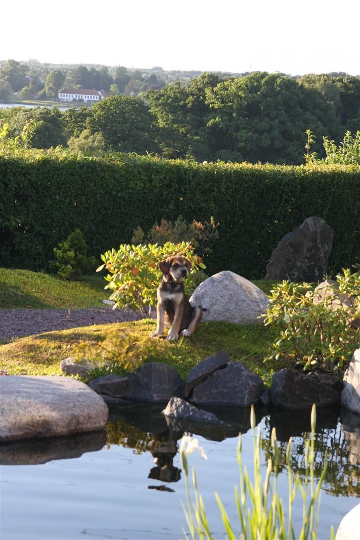 Cane corso capello  billede 10