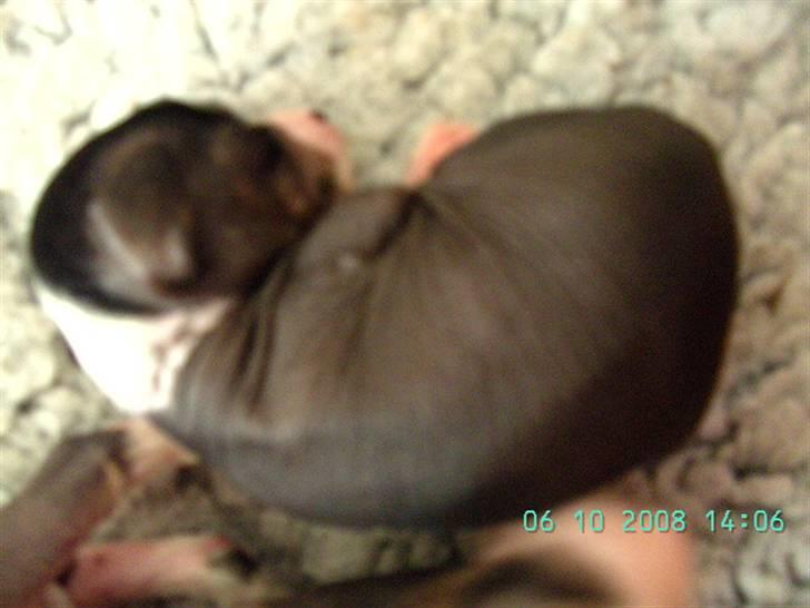 Chinese crested hårløs Dai-sy Star Caprisio billede 15