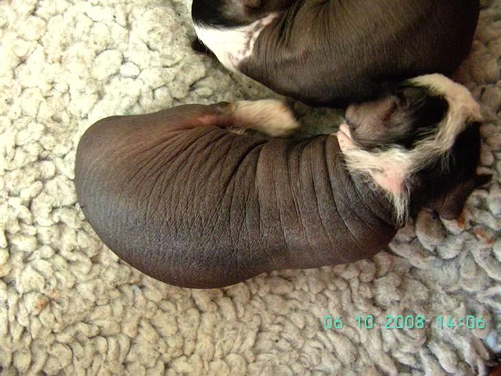 Chinese crested hårløs Dai-sy Star Caprisio billede 16