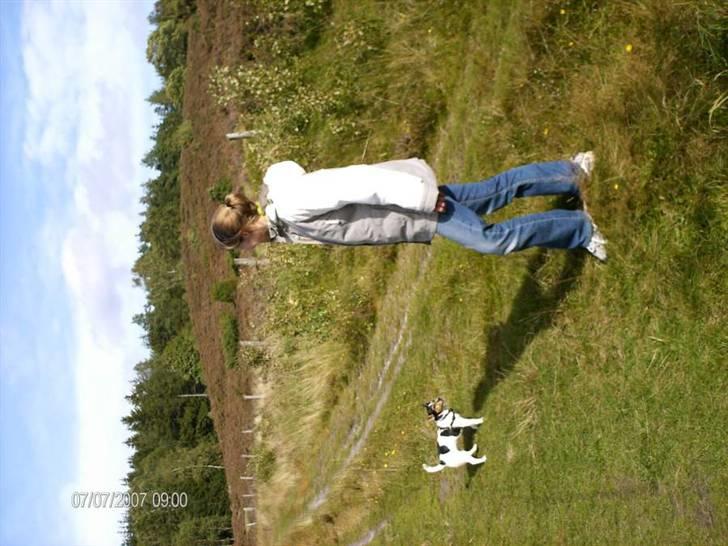 Jack russell terrier Tara R.I.P - Tara på stoubjerg og sinbjerg. Foto: Mig billede 6