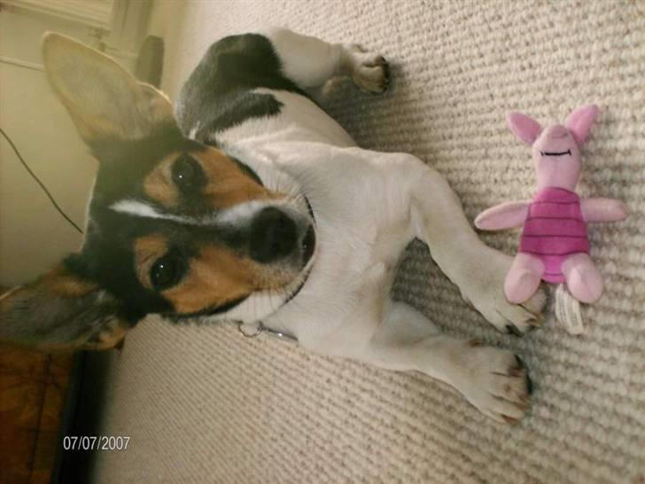 Jack russell terrier Tara R.I.P - Tara i stuen med sin yndlingsbamse! Hun kan ikke sove uden den(: Foto: Mig billede 7