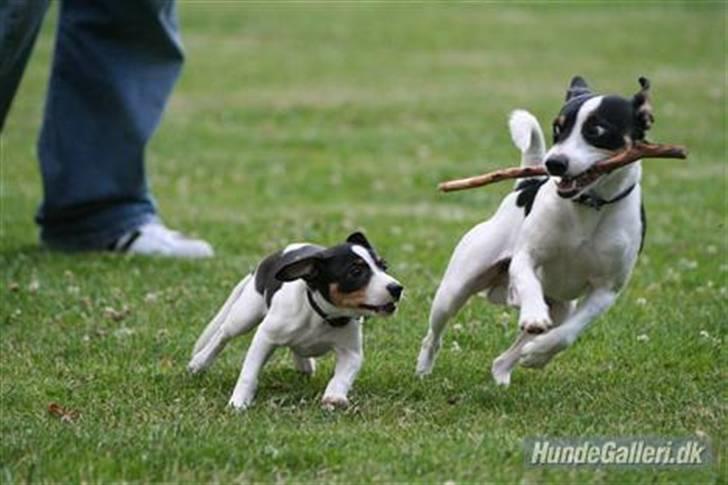 Dansk svensk gaardhund Frida von der pipakuk billede 1