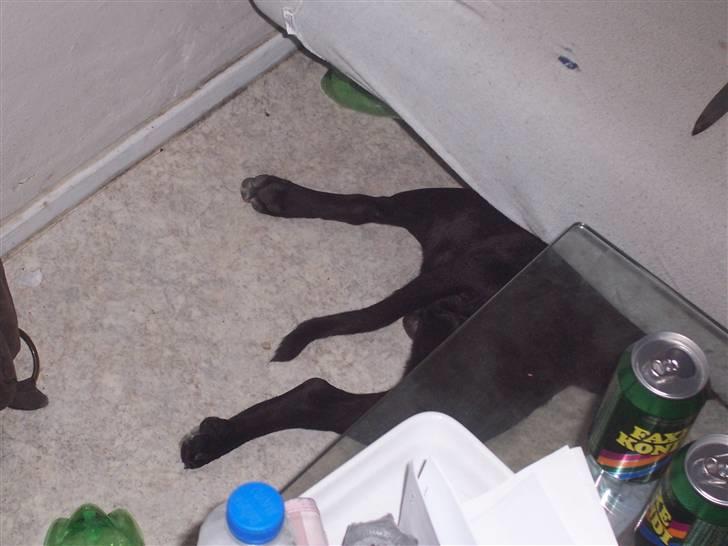 Staffordshire bull terrier Tico billede 9