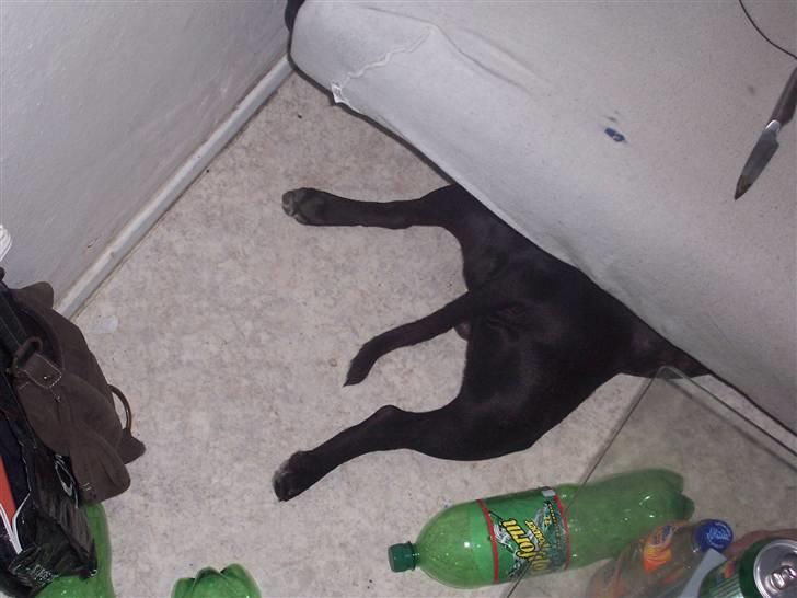 Staffordshire bull terrier Tico billede 10