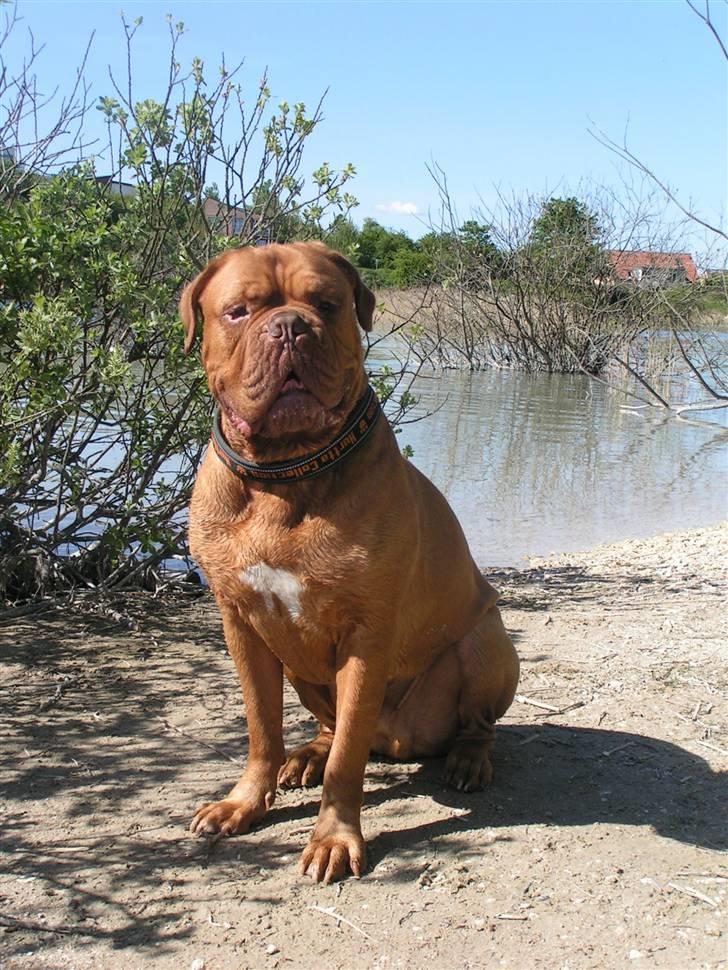 Dogue de bordeaux Kenzo *-- R.I.P --* - Love is the word billede 1