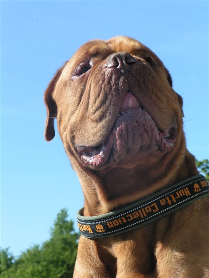 Dogue de bordeaux Kenzo *-- R.I.P --* - Smuksak billede 2