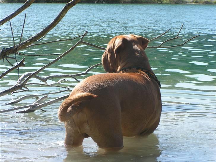 Dogue de bordeaux Kenzo *-- R.I.P --* billede 4