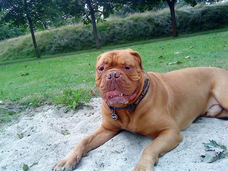 Dogue de bordeaux Kenzo *-- R.I.P --* billede 5
