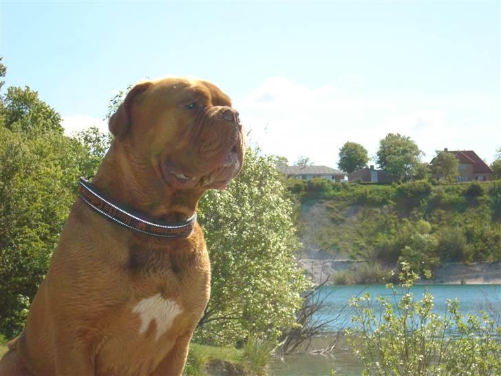 Dogue de bordeaux Kenzo *-- R.I.P --* billede 7
