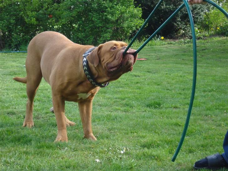 Dogue de bordeaux Kenzo *-- R.I.P --* - Det er MIIINN, Far. .  billede 8