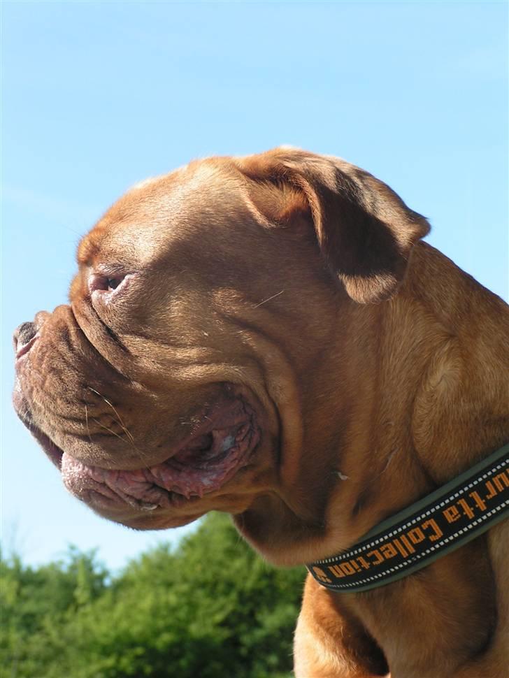 Dogue de bordeaux Kenzo *-- R.I.P --* billede 9