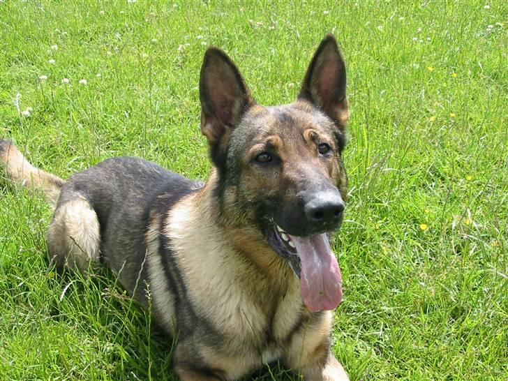 Schæferhund Gasko - Gasse Drengen billede 1