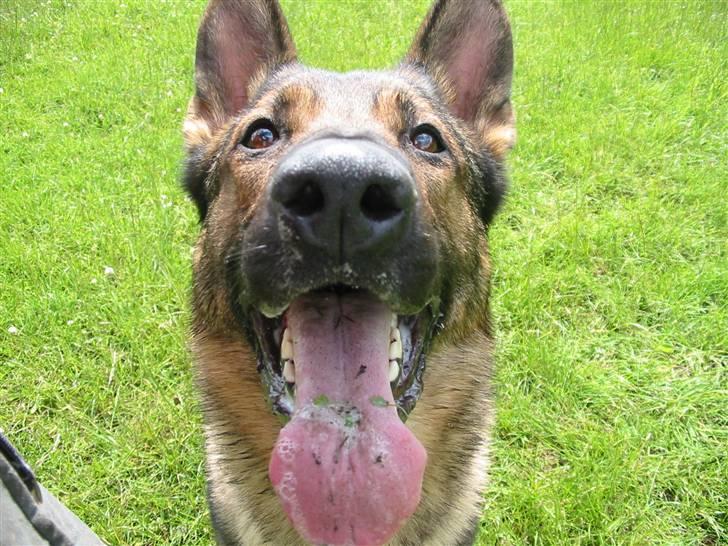 Schæferhund Gasko - Nøj er det for børn?? ;) billede 2