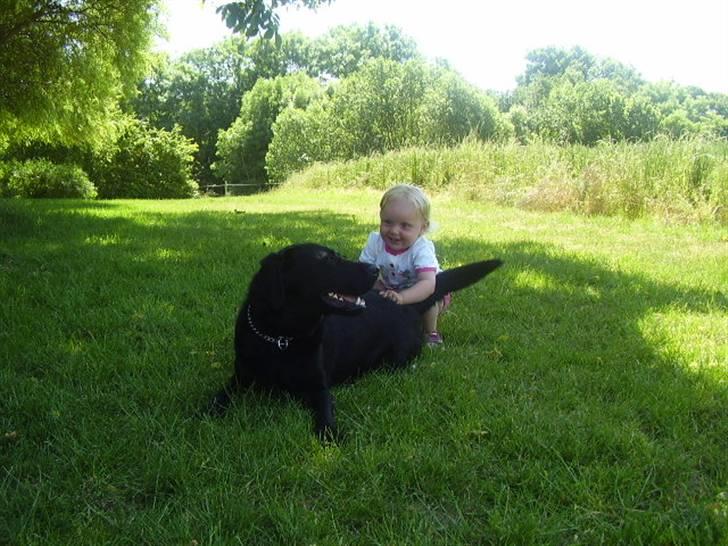 Labrador retriever Boss - Så mosler vi, i den dejlige sol billede 14