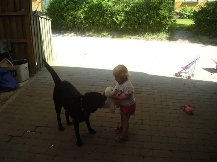 Labrador retriever Boss - Bedste venner billede 15