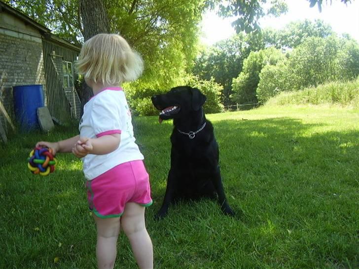 Labrador retriever Boss - Klar Boss?? billede 16