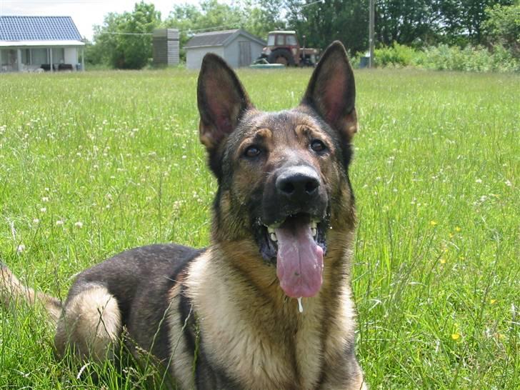 Schæferhund Gasko - Gakke lakke billede 3