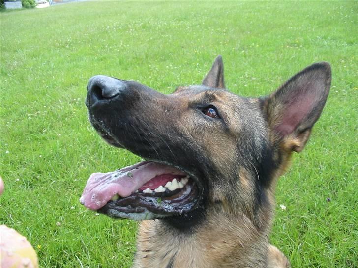 Schæferhund Gasko - Han ka´ se en boldt ´´hihi´´ billede 4