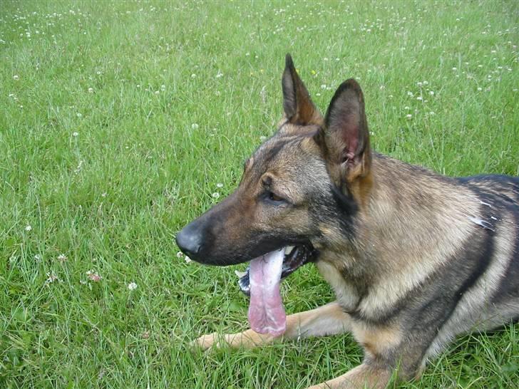 Schæferhund Gasko - Jeg er træt nu mor!  billede 5