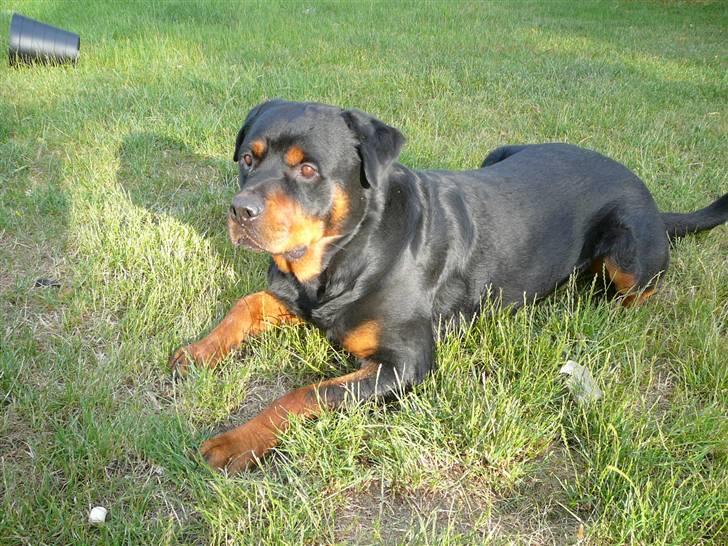 Rottweiler Betolis Aiko *RIP* - Aften sol i DK er bare 1 klasse billede 1