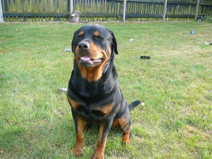 Rottweiler Betolis Aiko *RIP* - Jeg kan godt sidde og vente hehe billede 2